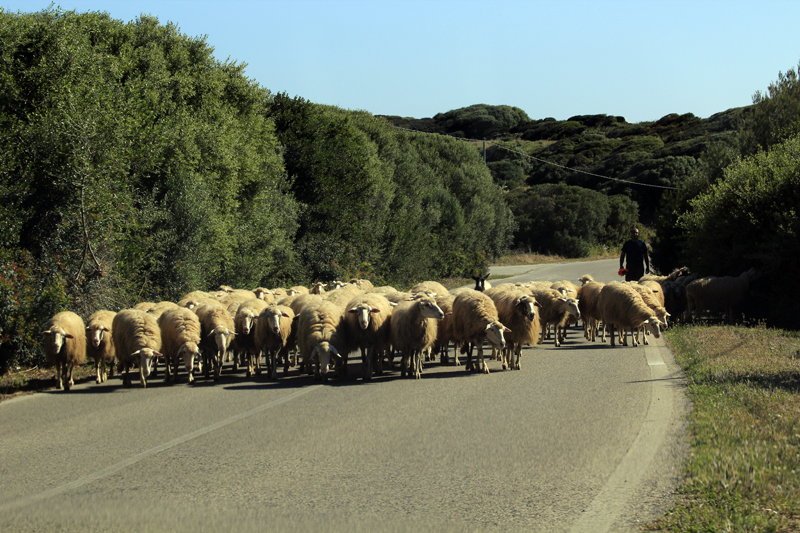 2016-04-29_100944 sardinien-2016.jpg - Fahrt nach Nordwesten